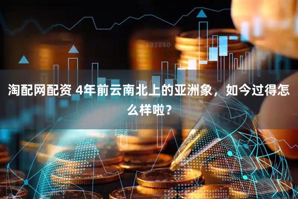 淘配网配资 4年前云南北上的亚洲象，如今过得怎么样啦？