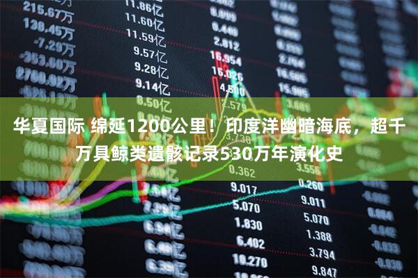 华夏国际 绵延1200公里！印度洋幽暗海底，超千万具鲸类遗骸记录530万年演化史